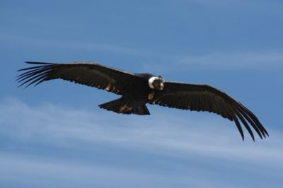 Il volo del condor