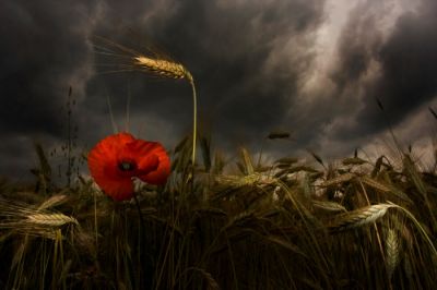 Before the rain