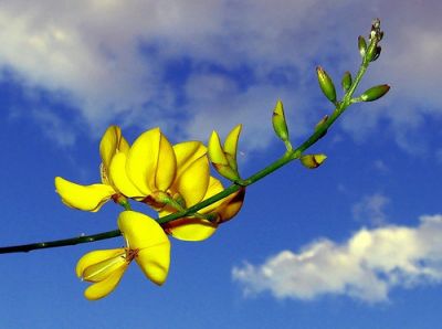 Io e te ginestre d�amore