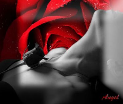 Muore una rosa