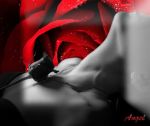 Muore una rosa