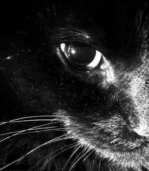 Amore di gatta