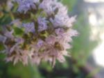 Cos� sar�