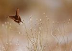 Dove volano le falene
