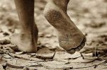 La vita � terra