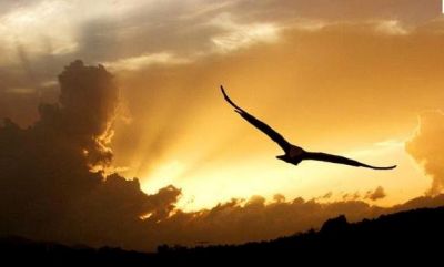 Come aquila