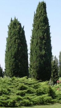 I cipressi