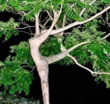Strani alberi crescono intorno