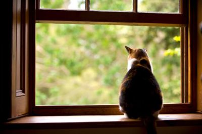 Il gatto � ritto e attende alla finestra