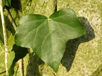 Edera