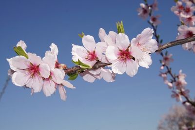 Marzo � cos�