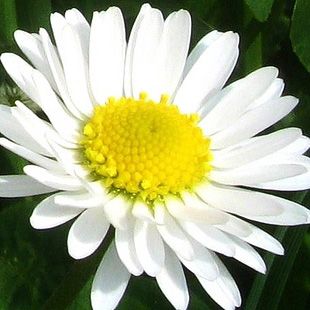 Il fiore della vita