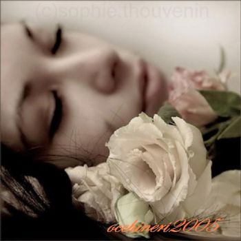 Fresche rose