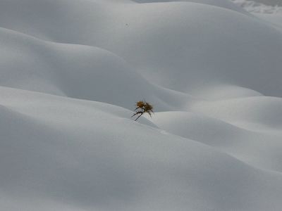 Il fiore solitario