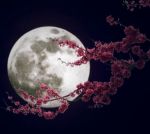 Al chiaro di luna