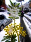 Generale Inverno