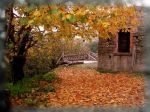 L'albero solitario