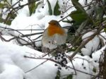 Inverno sotto pelle