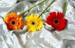 Pure l'amore pu� morire