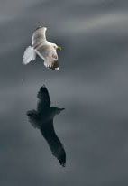 Secondo pensiero riflesso
