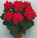 Rosa d'inverno