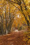 Mestizia autunnale