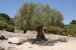 L�ulivo verdeggia
