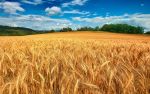 Il mugugno di Giugno