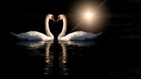Due cigni nel lago