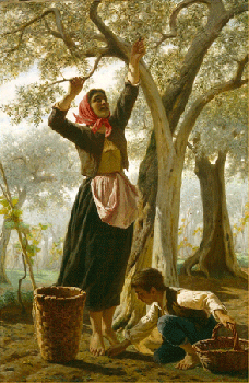 A'cugghiuta d'alivi