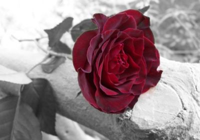 Quale amore