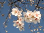 Fiori da frutto  