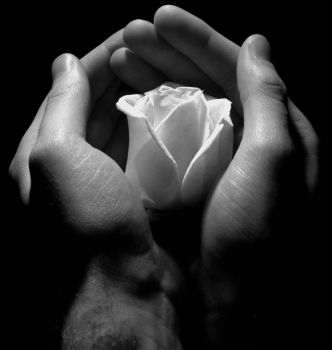 Ombra di rosa