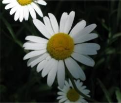 Era un fiore