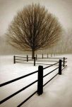 La nevicata