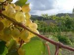 Viali d'autunno