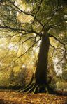Risvegliarmi albero