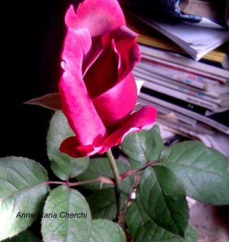 Rosa