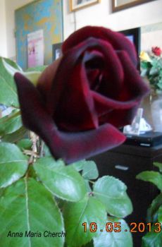Sboccer� la rosa