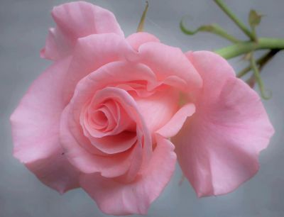 Sei un fiore