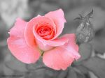 Regala una rosa