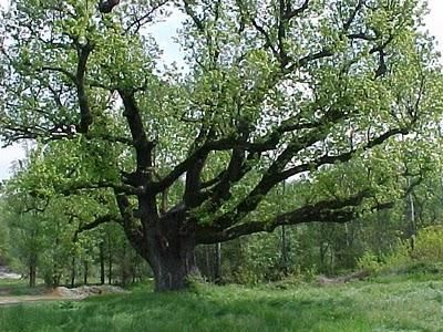 Albero