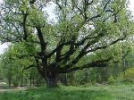 Albero