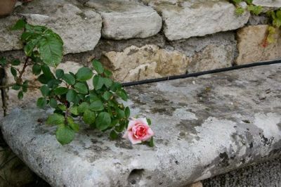 Rosa triste