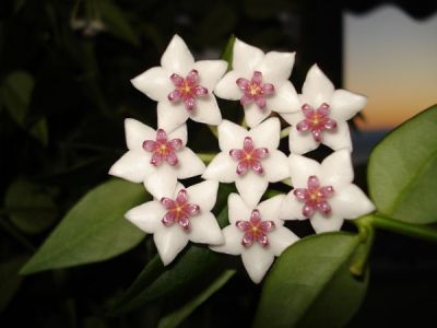 Fiore di cera