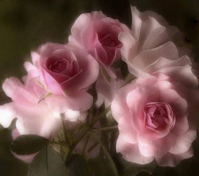 Sogno