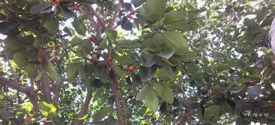 Ficus