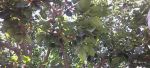 Ficus