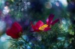 L�autunno e le foglie