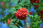 L�amore � vita